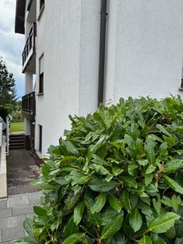 Stadtteil-Apartment Fulda Buitenkant foto